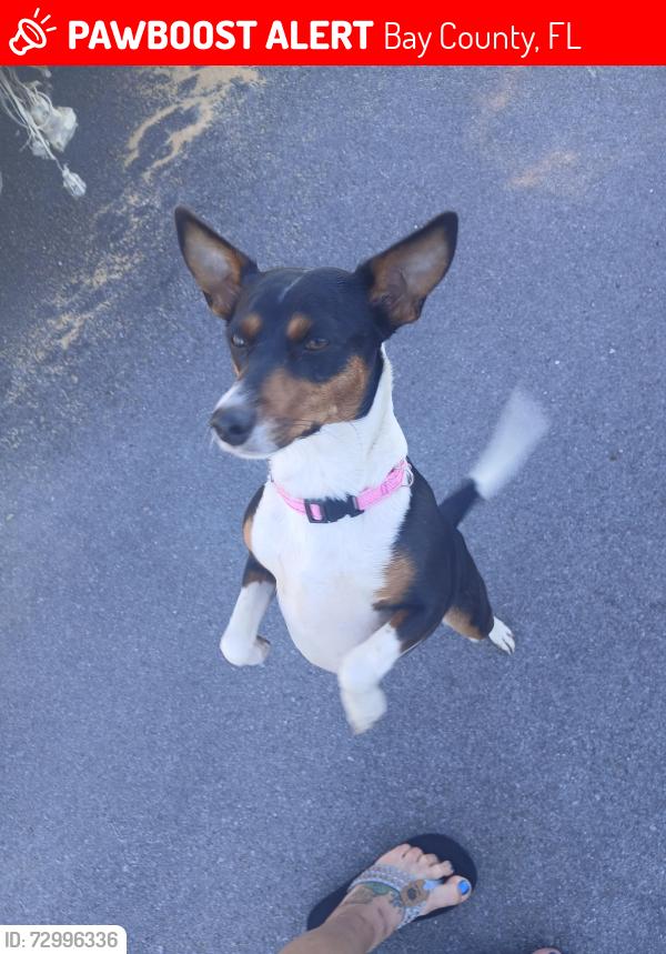 Lost Female Dog last seen Ecofnina ests, Bay County, FL 32466