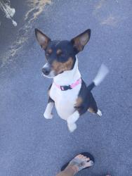 Lost Female Dog last seen Ecofnina ests, Bay County, FL 32466