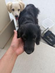 Found/Stray Female Dog last seen Bowie st, Seguin, TX 78155