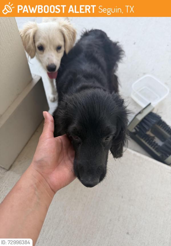 Found/Stray Female Dog last seen Bowie st, Seguin, TX 78155