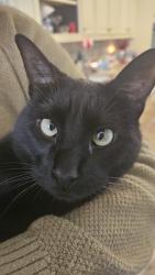 Lost Male Cat last seen Stonebridge and habersham, McKinney, TX 75071