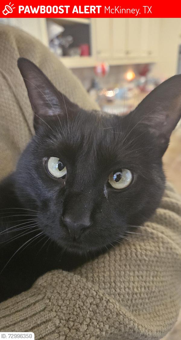 Lost Male Cat last seen Stonebridge and habersham, McKinney, TX 75071