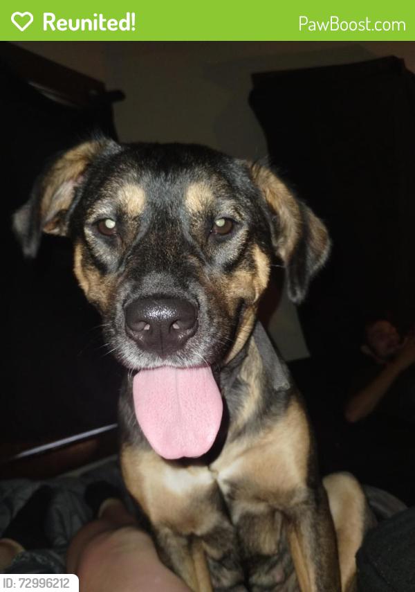 Reunited Female Dog last seen Last seen on Hubbard and parkway , Battle Creek, MI 49037