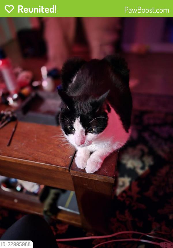 Reunited Female Cat last seen Any where , Kansas City, MO 64106