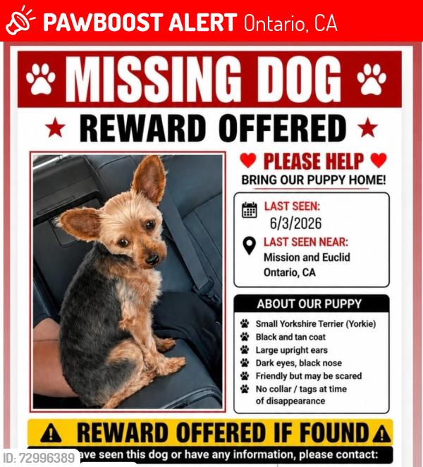 Lost Female Dog last seen Euclid and Mission , Ontario, CA 91761