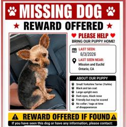 Lost Female Dog last seen Euclid and Mission , Ontario, CA 91761