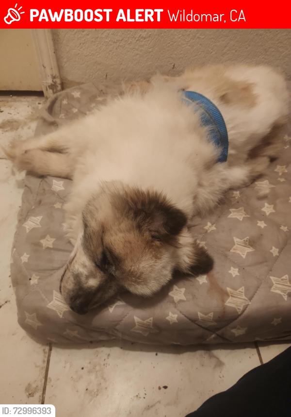 Lost Male Dog last seen Seed leaf trail breckenridge sellers rd, Wildomar, CA 92595