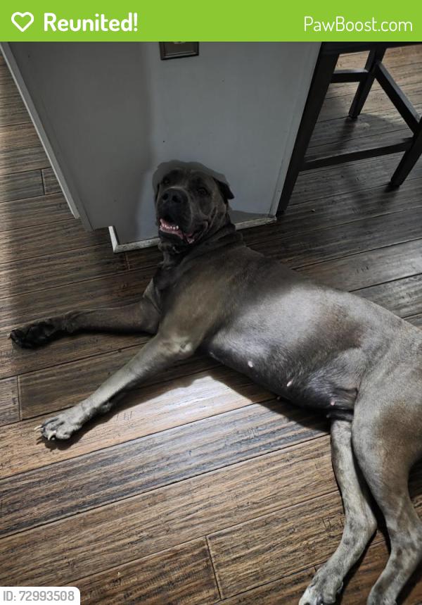 Reunited Female Dog last seen Signature Court and Masters Dr, Smyrna, TN 37167