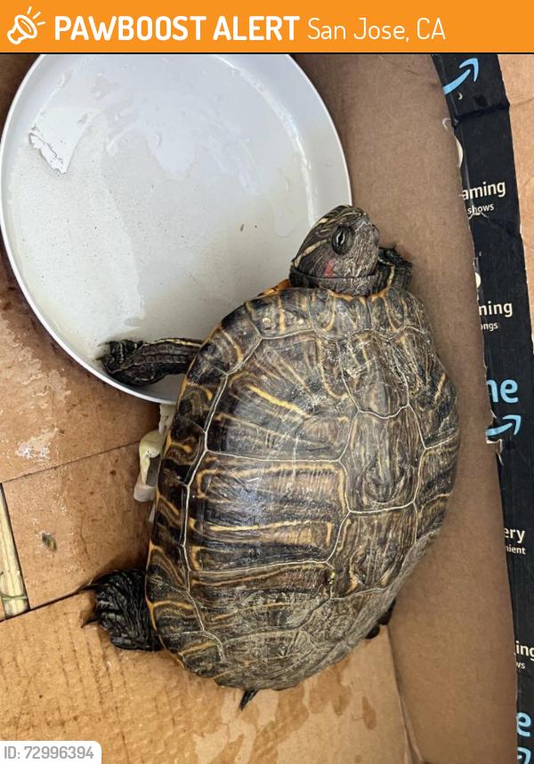 Found/Stray Unknown Reptile last seen Enchanto Vista Drive , San Jose, CA 95127