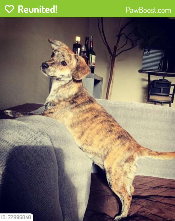 Reunited Female Dog last seen North main st, Houston, TX 77009