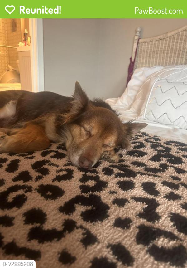 Reunited Female Dog last seen Oppe elementary , Galveston, TX 77551
