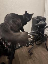 Lost Male Cat last seen Durham pacific hwy , King City, OR 97224