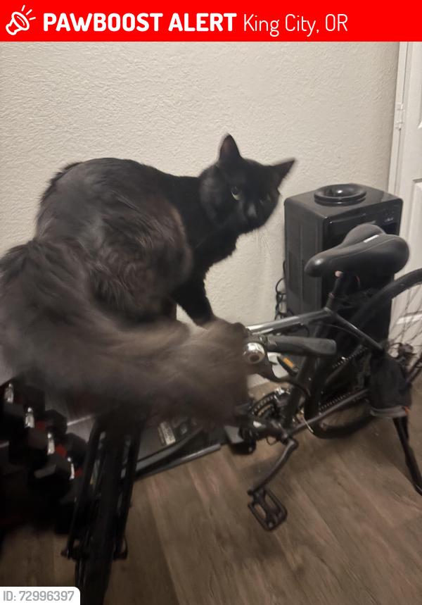 Lost Male Cat last seen Durham pacific hwy , King City, OR 97224