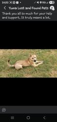 Lost Female Dog last seen Near s 32nd ave, Yuma, AZ 85365