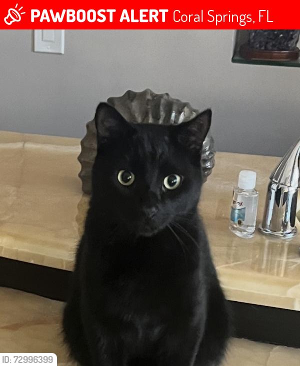 Lost Male Cat last seen Nw 120 drive , Coral Springs, FL 33076