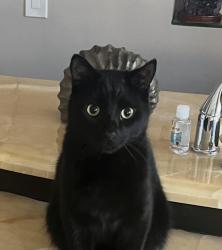 Lost Male Cat last seen Nw 120 drive , Coral Springs, FL 33076