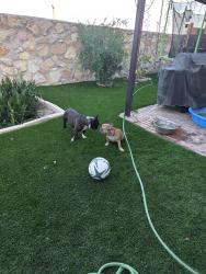 Reunited Male Dog last seen Catherine ter, Socorro, TX 79927