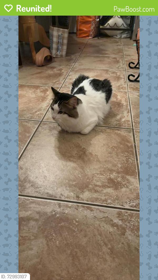 Reunited Male Cat last seen Bond Road, Stonebrook Dr, Elk Grove, CA 95624