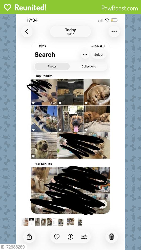 Reunited Male Dog last seen Windy hill road and Cherrywood Ln SW, Marietta, GA 30060
