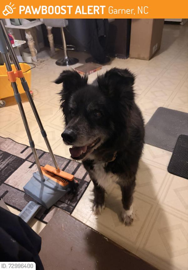 Found/Stray Female Dog last seen Curtiss Dr. and Avery St. near North Garner Middle school, Garner, NC 27529