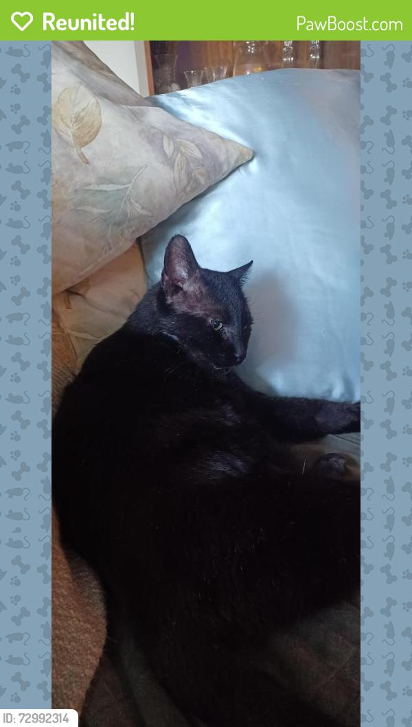 Reunited Male Cat last seen Craeberne Forest Division, New Bern, NC 28562
