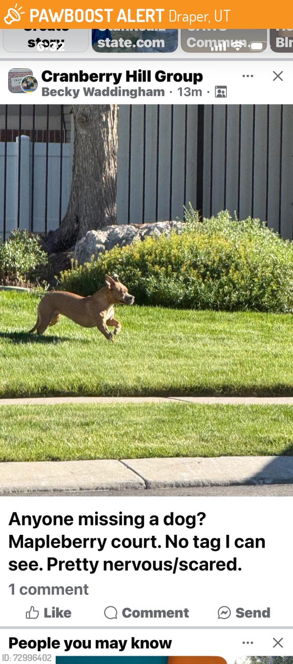 Found/Stray Unknown Dog last seen Cranberry hill neighborhood , Draper, UT 84020
