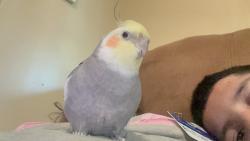 Lost Female Bird last seen Near pacific ave Kansas City Kansas 66101, Kansas City, KS 66105