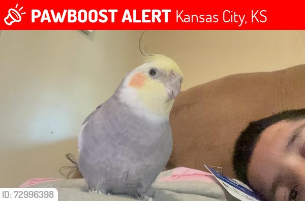 Lost Female Bird last seen Near pacific ave Kansas City Kansas 66101, Kansas City, KS 66105