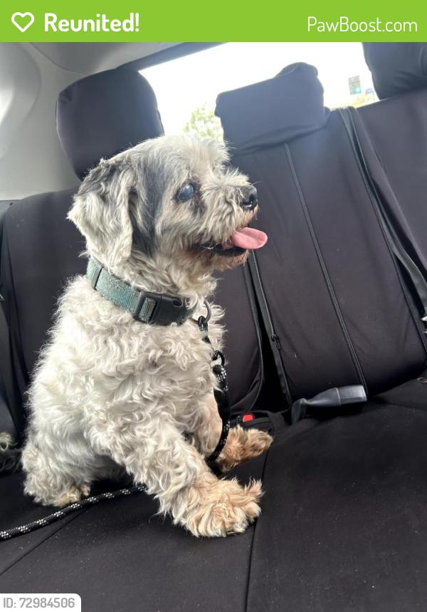 Reunited Female Dog last seen Maie Ave and Compton Ave, Los Angeles, CA 90002