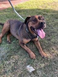 Found/Stray Male Dog last seen Walnut Ave and el camino, Carmichael, CA 95608