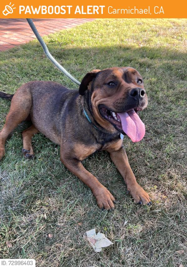 Found/Stray Male Dog last seen Walnut Ave and el camino, Carmichael, CA 95608