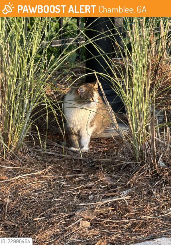 Found/Stray Unknown Cat last seen Near Oodazu on the Chamblee Rail Trail, Chamblee, GA 30341