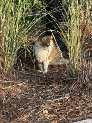 Found/Stray Unknown Cat last seen Near Oodazu on the Chamblee Rail Trail, Chamblee, GA 30341