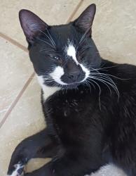 Found/Stray Male Cat last seen Corner of Deane Street and Hinesburg Road, South Burlington, VT 05403
