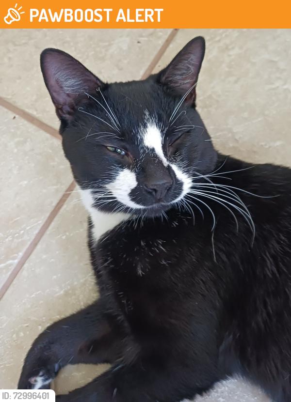 Found/Stray Male Cat last seen Corner of Deane Street and Hinesburg Road, South Burlington, VT 05403