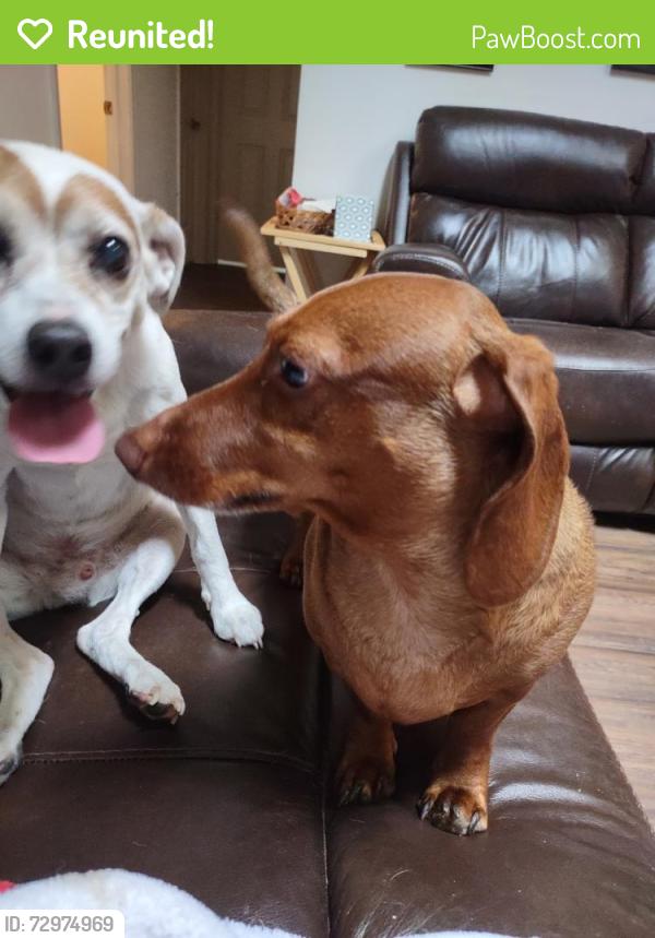 Reunited Male Dog last seen Winding heart tapp drive , Indianapolis, IN 46229