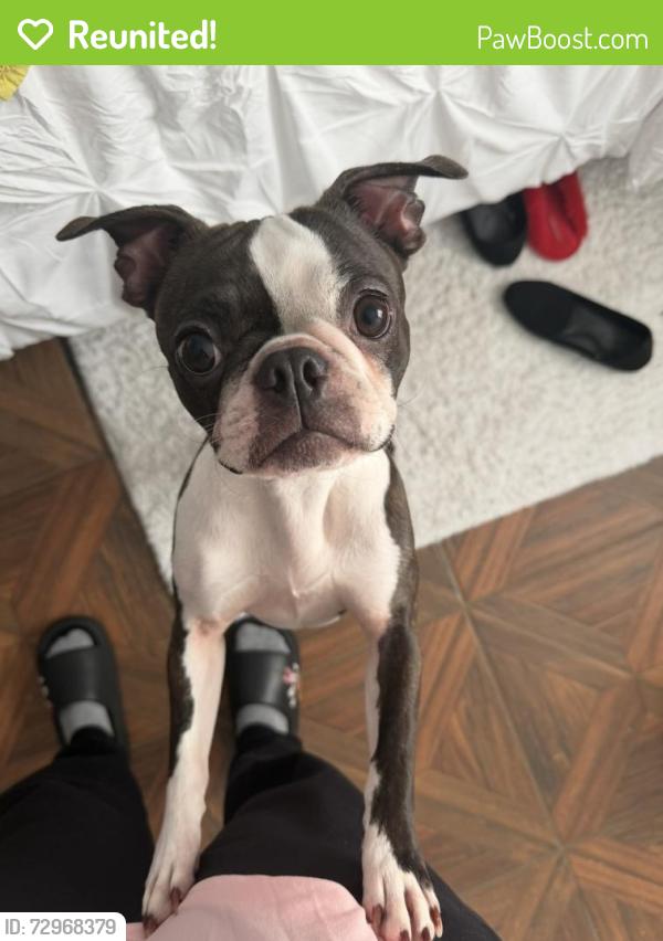Reunited Female Dog last seen Twin City HWY, Groves, TX 77619