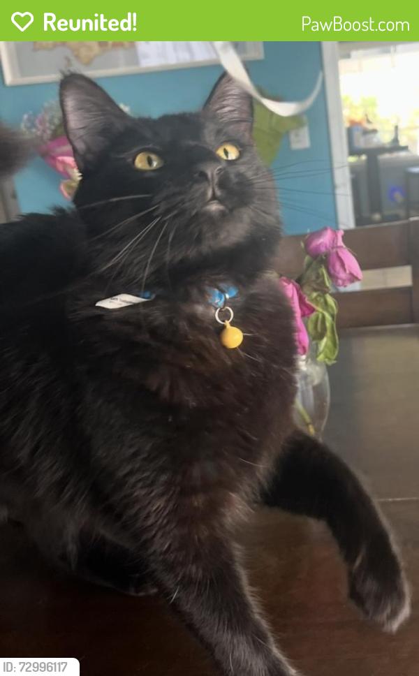 Reunited Male Cat last seen Blue pizza collar with yellow bell, Santa Ana, CA 92706
