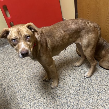 Shelter Stray Female Dog last seen Cherokee Lane and Tomahawk Rd, Prairie Villiage, KS, 5424 Antioch Dr, Merriam, KS 66202, USA