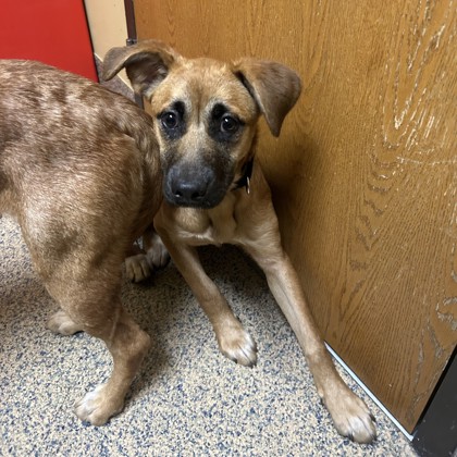 Shelter Stray Female Dog last seen Cherokee Lane and Tomahawk Rd, Prairie Villiage, KS, 5424 Antioch Dr, Merriam, KS 66202, USA