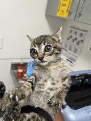 Shelter Stray Male Cat last seen Near Caldecott Lane, Oakland, CA, 1101 29th Ave, Oakland, CA 94601, USA