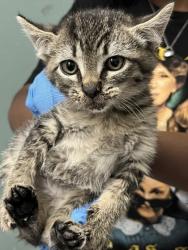 Shelter Stray Male Cat last seen Near Caldecott Lane, Oakland, CA, 1101 29th Ave, Oakland, CA 94601, USA
