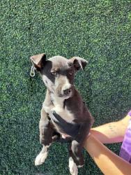 Shelter Stray Male Dog last seen Near Dyer Street, CITY of El Paso, TX, 5001 Fred Wilson Ave, El Paso, TX 79906, USA