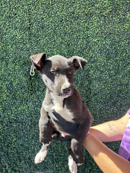 Shelter Stray Male Dog last seen Near Dyer Street, CITY of El Paso, TX, 5001 Fred Wilson Ave, El Paso, TX 79906, USA