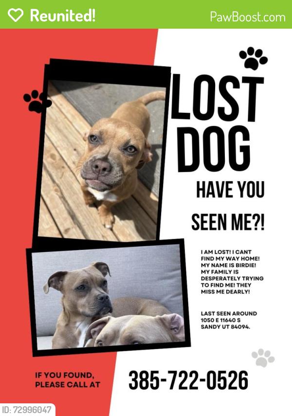 Reunited Female Dog last seen Sunburn church park, Sandy, UT 84094