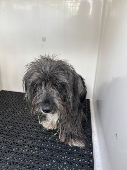 Shelter Stray Female Dog last seen VIRGINIA / OLIVAS A VOY, CITY of El Paso, TX, 5001 Fred Wilson Ave, El Paso, TX 79906, USA