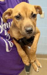 Shelter Stray Female Dog last seen Near Wesley Club Dr Decatur, 30034, 30034, GA, 3280 Chamblee Dunwoody Rd, Chamblee, GA 30341, USA