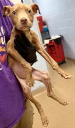 Shelter Stray Male Dog last seen Near Clifton springs rd Decatur, ga 30034, 30034, GA, 3280 Chamblee Dunwoody Rd, Chamblee, GA 30341, USA