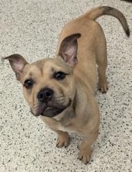 Shelter Stray Male Dog last seen Near fairburn pl, Atlanta, GA, 1251 Fulton Industrial Blvd NW, Atlanta, GA 30336, USA
