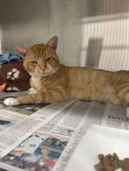 Shelter Stray Male Cat last seen Near Tiffany Lane, Chattahoochee Hills, GA, 1251 Fulton Industrial Blvd NW, Atlanta, GA 30336, USA